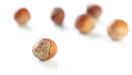 Hazelnuts nuts isolated on a white background