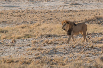Fototapeta na wymiar A male lion walking through the sand, Etosha national park, Namibia, Africa