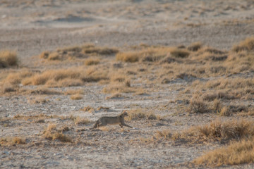 African wildcat in the savanna, Etosha national park, Namibia, Africa