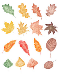 Obraz premium Autumn leaves