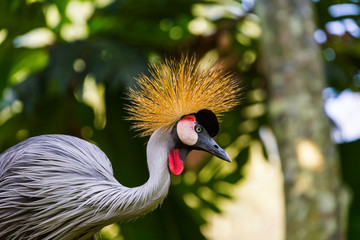 Fototapeta premium Grey Crowned Crane in Bali Island Indonesia