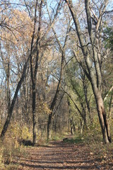 forest in autumn