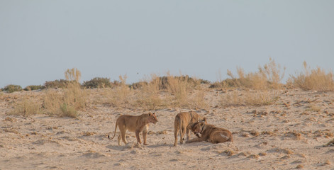 Fototapeta na wymiar Lions in the sand dunes of the Etosha pan, Namibia, Africa