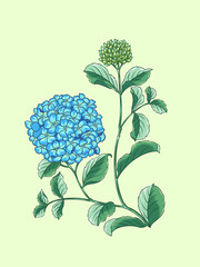 Colorful illustration of hydrangea flowers, digital art.