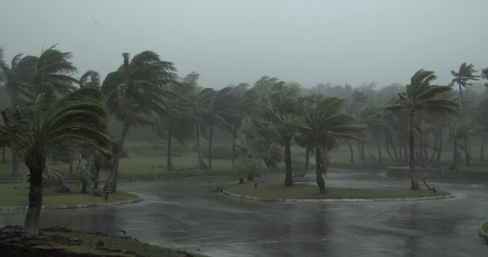 Strong Winds Lash Palm Trees As Hurricane Makes Landfall - Dolphin