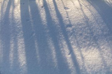 The shadow of the trees in the snow