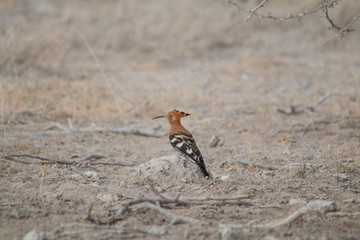 African hoopoe on the ground, Etosha national park, Namibia, Africa