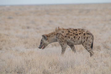 Spotted hyena walking around, Etosha national park, Namibia, Africa