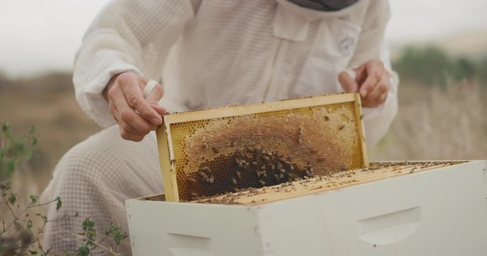 Man in a beekeeping suit putting a honeycomb tray with honeybees back into the beehive, beekeeper preparing to harvest honey