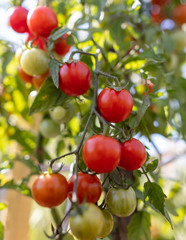 Ripe cherry tomatoes on a plant in the garden