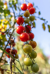 Ripe cherry tomatoes on a plant in the garden