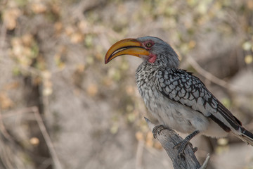 Southern yellow billed hornbill hunted a mouse, Etosha national park, Namibia, Africa