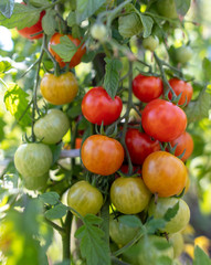 Ripe cherry tomatoes on a plant in the garden