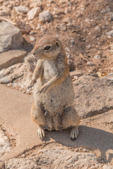 Cape ground squirrel in the Etosha national park, Namibia, Africa