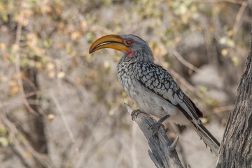 Southern yellow billed hornbill hunted a mouse, Etosha national park, Namibia, Africa