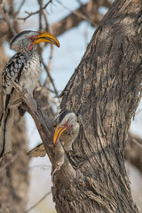 Southern yellow billed hornbill hunted a mouse, Etosha national park, Namibia, Africa