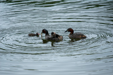 カイツブリの子育て