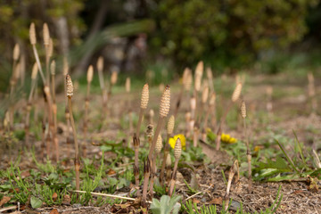 ツクシ（土筆）