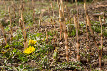 ツクシとタンポポ（土筆と蒲公英）