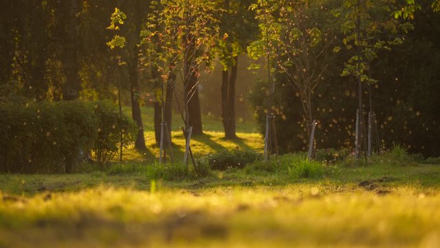 Late summer nature, evening time. Small flies cloud mess in the air, illuminated by sun light, dark green background, trees and bushes. Warm scene of empty park field