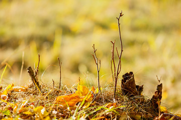 yellow leaves, grass in the field closeup, tree branches, background