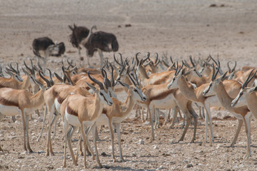 Fototapeta na wymiar Impalas and common ostriches in the desert, Etosha national park, Namibia, Africa