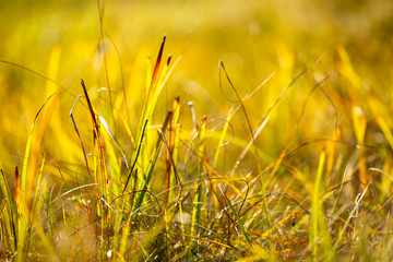 grass field closeup background