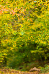 green leaves of a tree