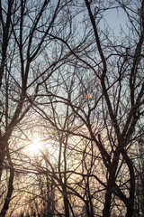 Leafless tree branches at dawn of the sun