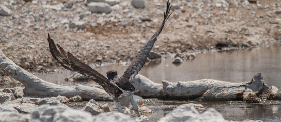 Martial Eagle in the Etosha national park, Namibia, Africa