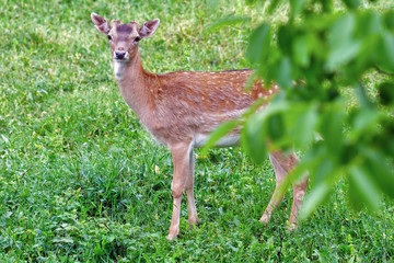 A young deer looks at the camera through the branches of trees in the spring