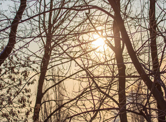 Leafless tree branches at dawn of the sun