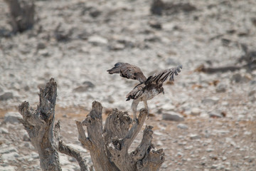 Martial Eagle in the Etosha national park, Namibia, Africa