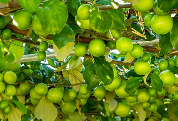 Close up of green jujube fruits or Chinese date growing on its trees in fruit plantation