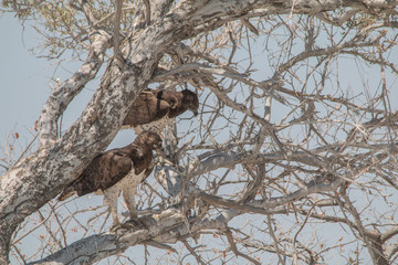 Martial Eagle in the Etosha national park, Namibia, Africa