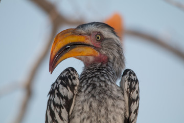 Portrait of a southern yellow billed hornbill, Etosha national park, Namibia, Africa
