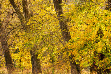 Obraz premium trees in autumn