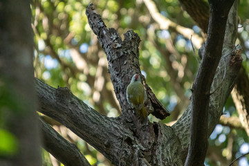 Fototapeta premium アオゲラの後ろ姿