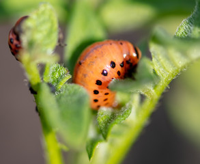 Colorado potato beetle in the garden