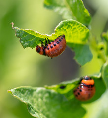 Colorado potato beetle in the garden