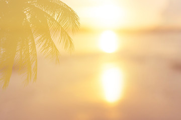 tropical palm tree and sunset summer background