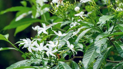 White Sampaguita Jasmine or Arabian Jasmine flowers blossom in flower garden (Jasminum sambac (L.) Aiton; Oleaceae)