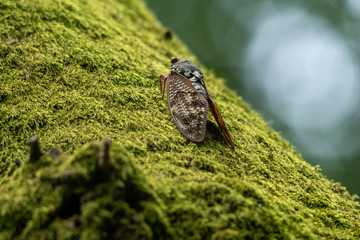 アブラゼミ（Graptopsaltria nigrofuscata）夏の風物詩