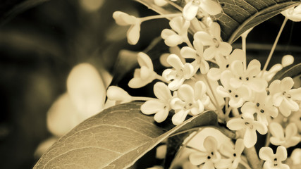 Group of white Sweet osmanthus or Sweet olive flowers blossom on its tree in monochrome tone