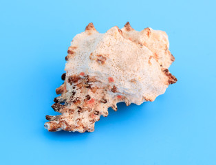 Sea shell isolated on a blue background