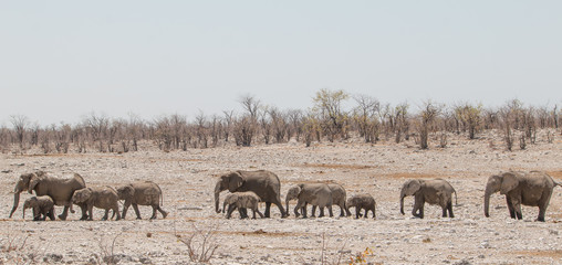 Fototapeta na wymiar Elephants wandering through the shrubland, Etosha national park, Namibia, Africa