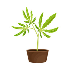 Cannabis Detailed Plant Growing in the Pot