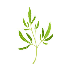 Cannabis Detailed Twig Vector Illustrated Object Isolated On White Background