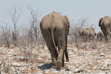 Elephants walking through bushes, Etosha national park, Namibia, Africa