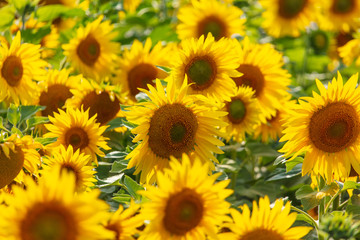 Sunflowers grow in the field